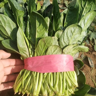 名门菠菜20~25厘米，30/35厘米，货源充足