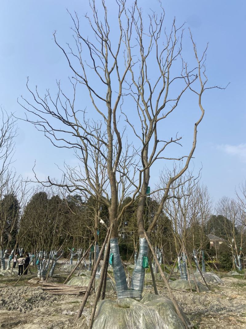 乌桕树价格成都乌桕树批发绿化苗木价格成都苗木供应