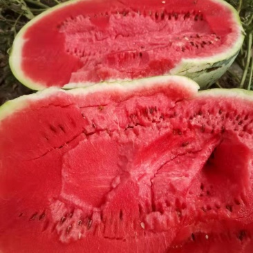 宁夏硒砂瓜。开始预售