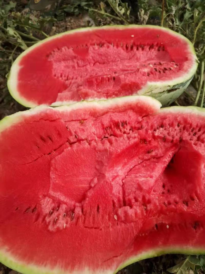 宁夏硒砂瓜。开始预售