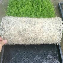 水稻育秧基质肥