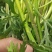 野生蓠蒿