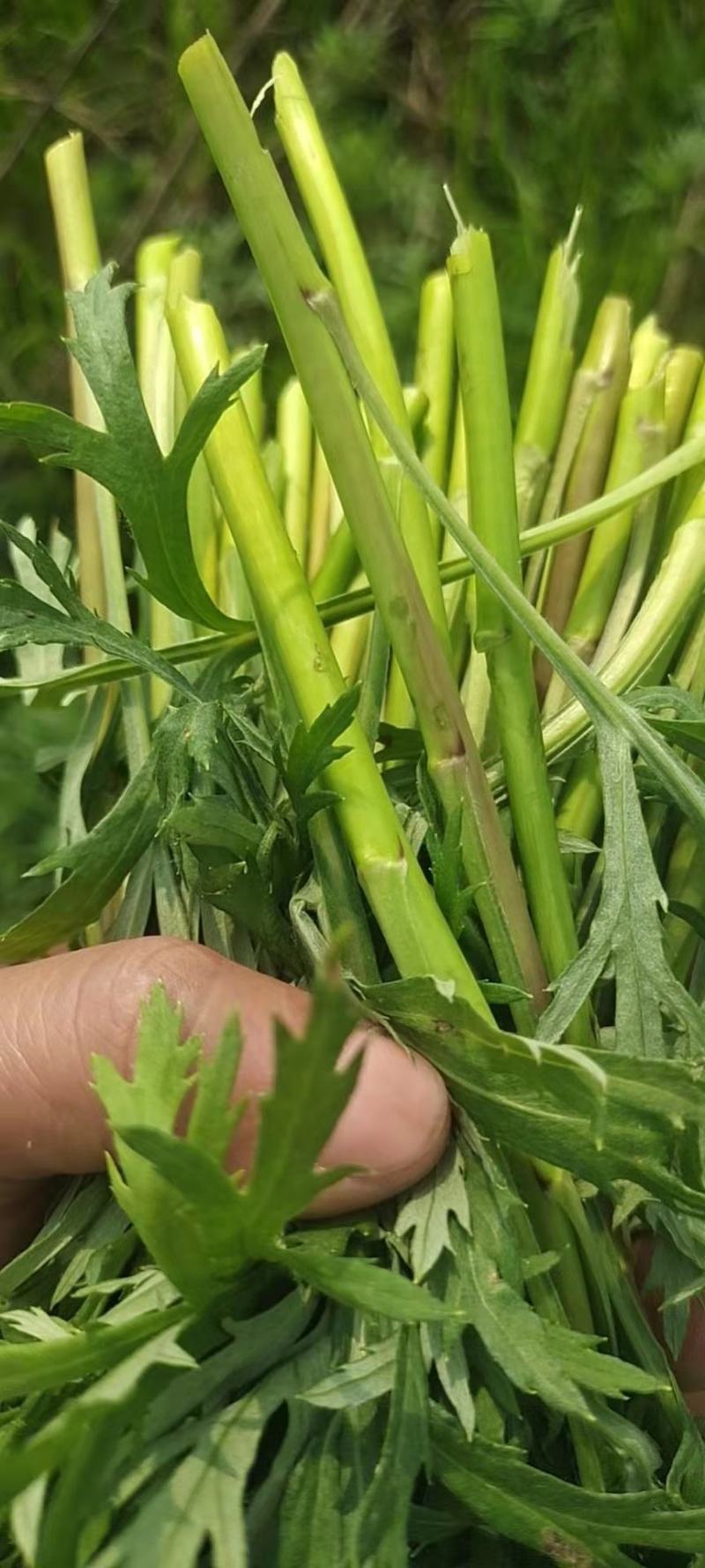 野生蓠蒿