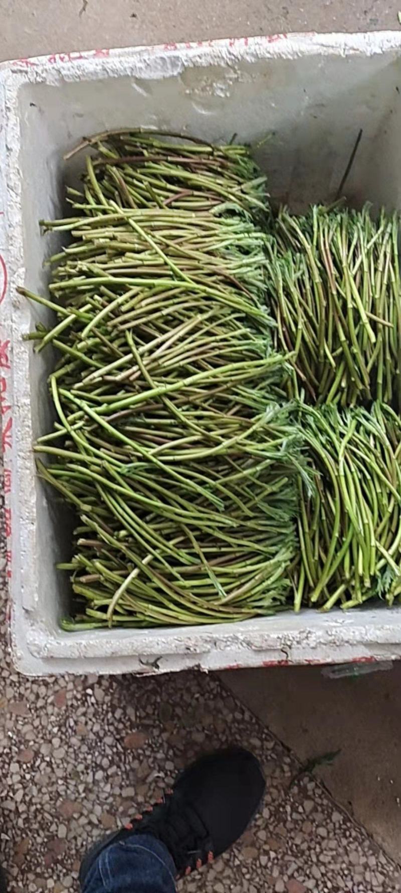 野生蓠蒿
