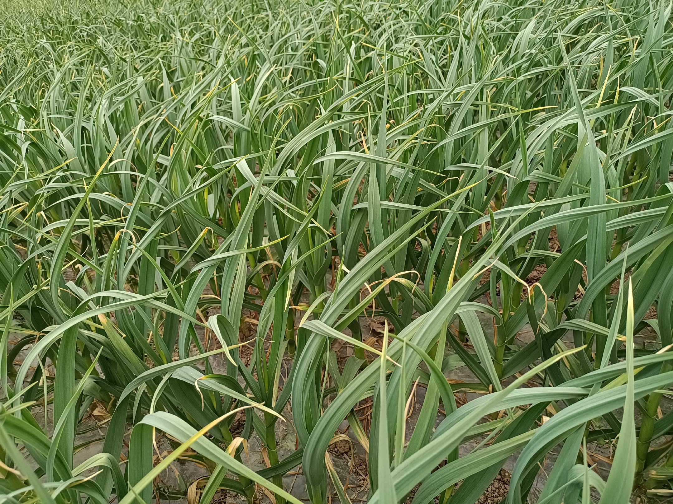 蒜薹在田间生长的实景图,绿油油的蒜薹在阳光下生长 蒜薹种植图