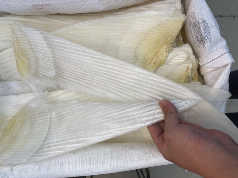 精品鱼翅去骨牙片，一手货源，常年供应