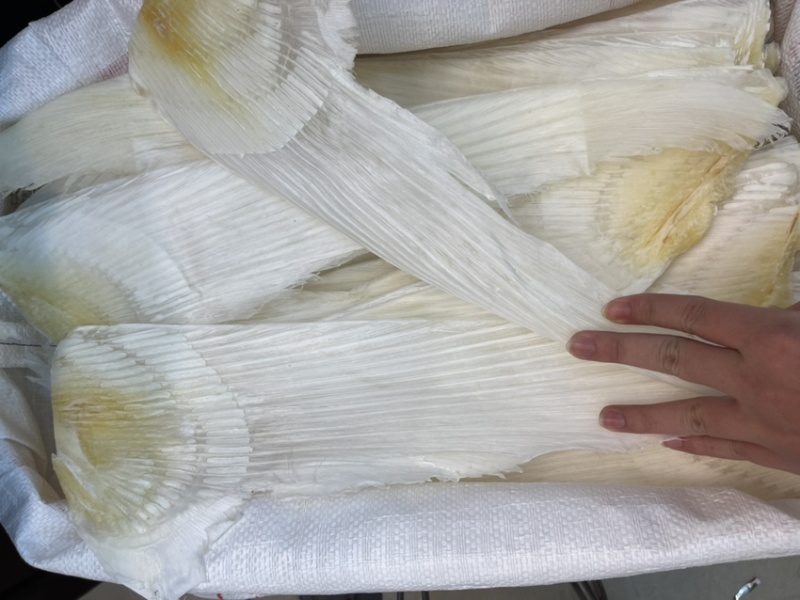 精品鱼翅去骨牙片，一手货源，常年供应