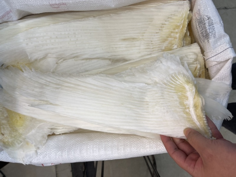 精品鱼翅去骨牙片，一手货源，常年供应