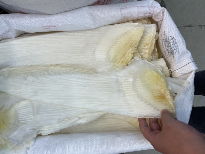 精品鱼翅去骨牙片，一手货源，常年供应