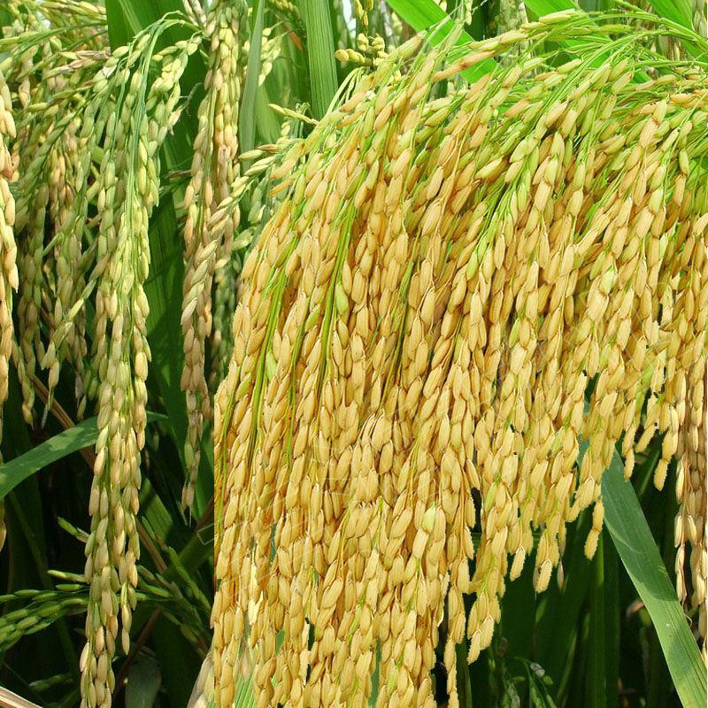 高产旱稻种子临旱1号抗旱抗病抗倒香米珍珠米种籽圆粒长粒