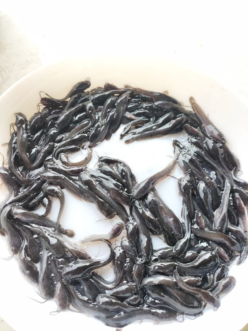 塘鲺苗，埃及塘鲺苗，福建埃及苗，快大种，包邮，包活