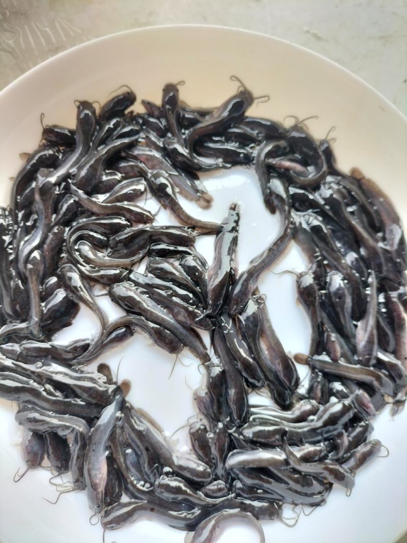 塘鲺苗，埃及塘鲺苗，福建埃及苗，快大种，包邮，包活