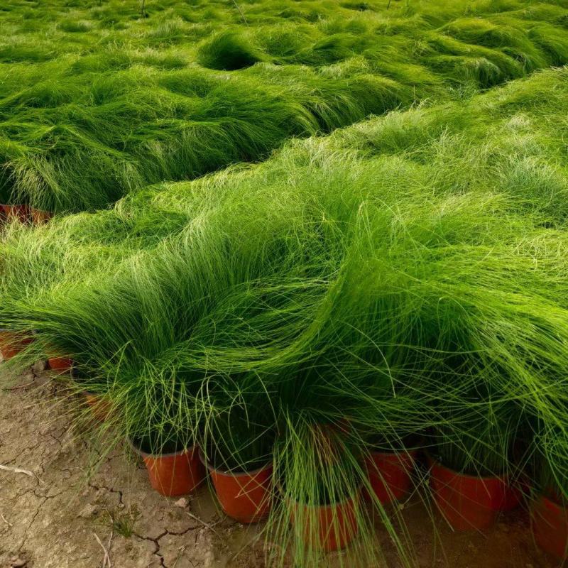 墨西哥羽毛草一手货源基地直发量大价优