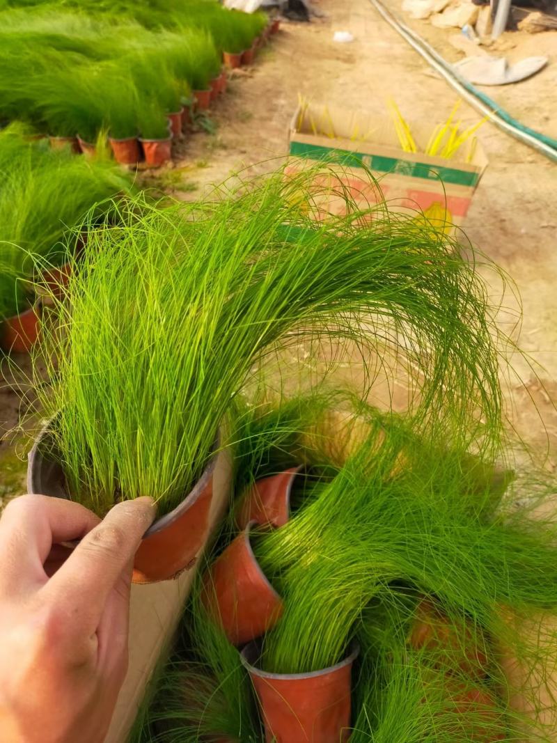 墨西哥羽毛草一手货源基地直发量大价优