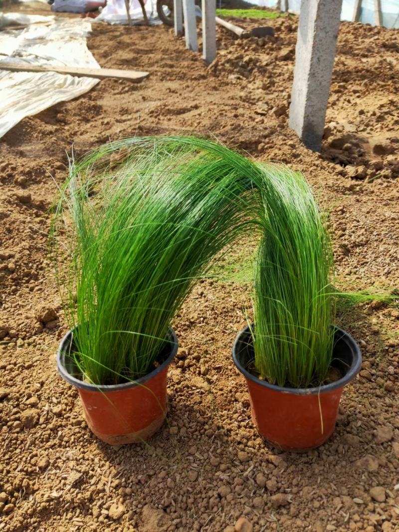 墨西哥羽毛草一手货源基地直发量大价优