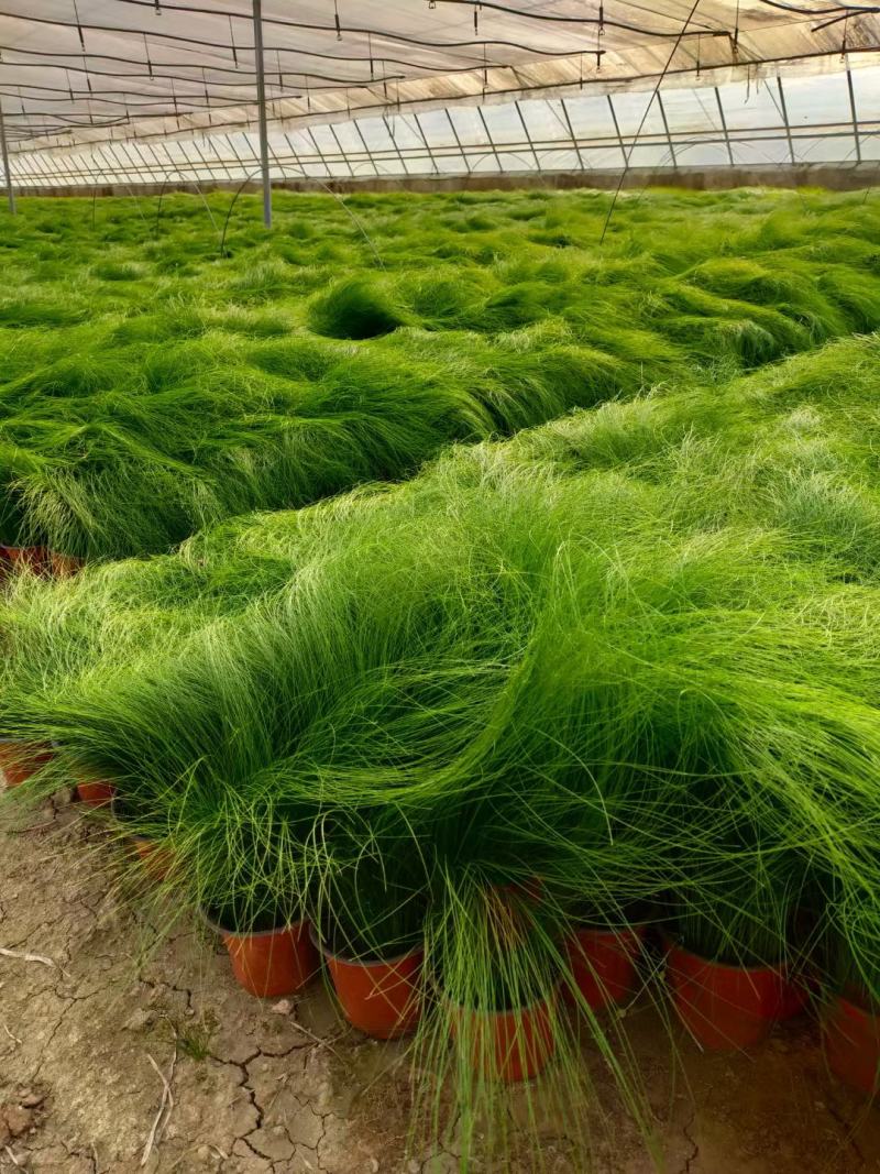 墨西哥羽毛草一手货源基地直发量大价优