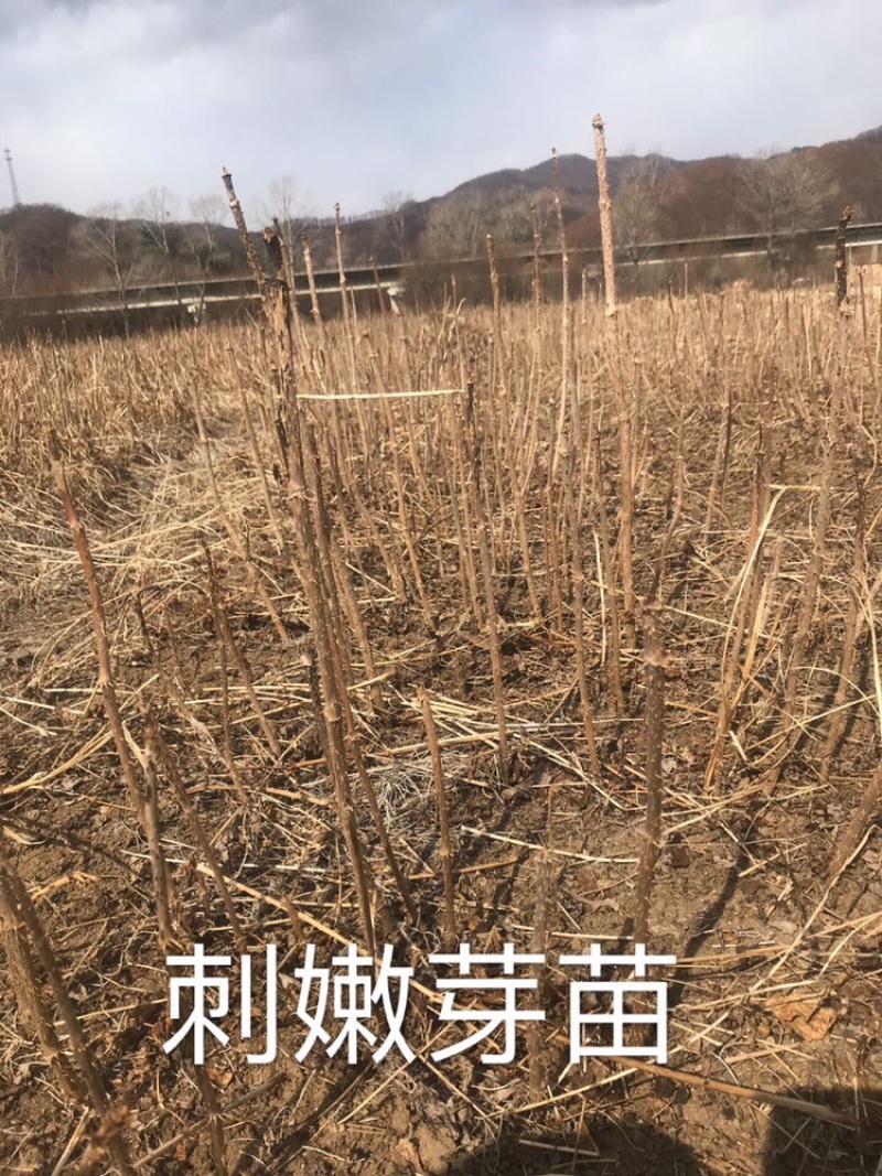 刺嫩芽苗