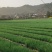四季香葱小香葱