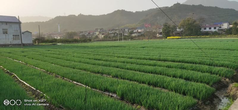 四季香葱小香葱