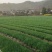四季香葱小香葱