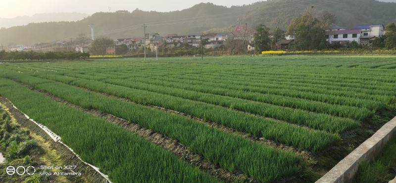 四季香葱小香葱