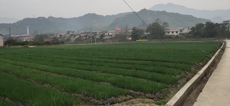 四季香葱小香葱