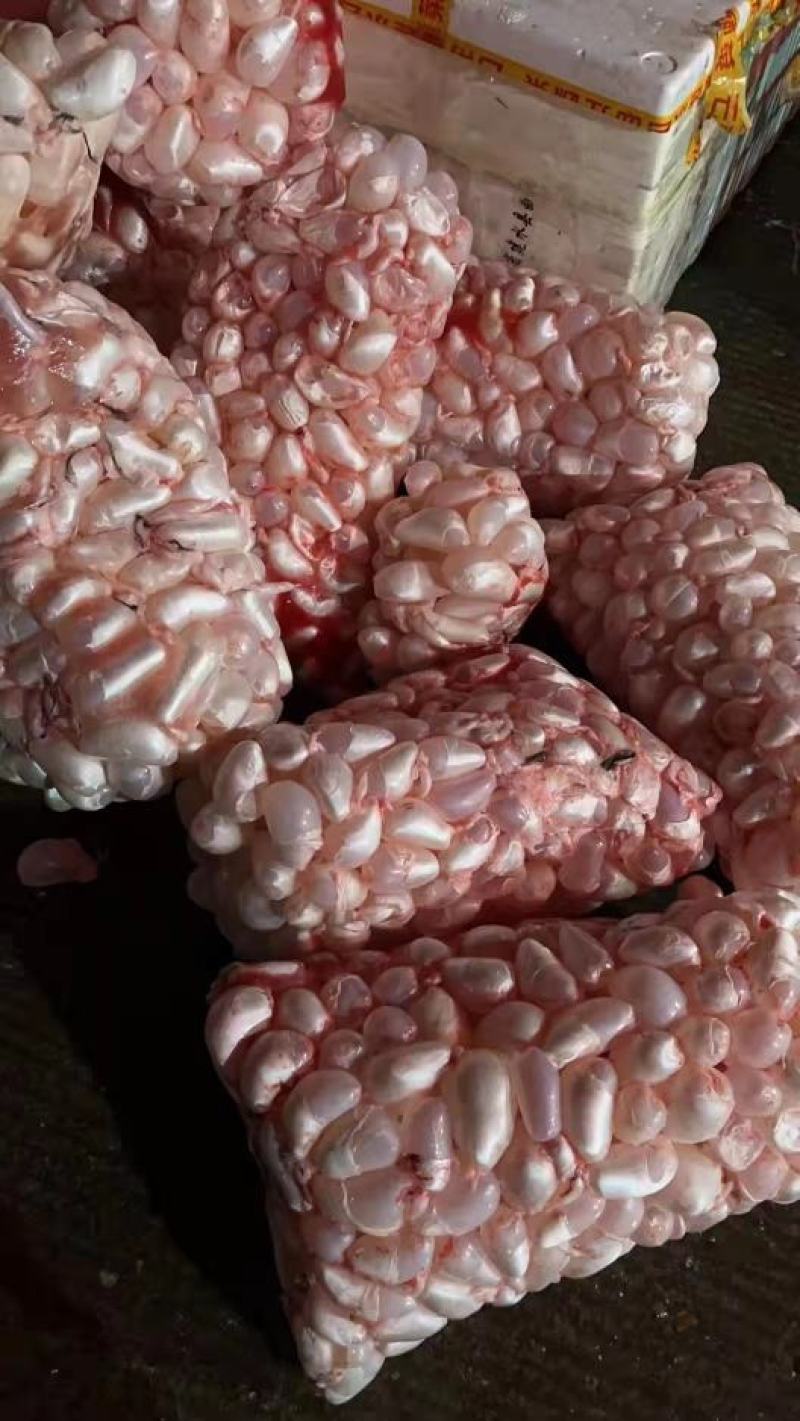 情缘特色食材大量批发白鲢鱼泡，草鱼泡，大鱼泡