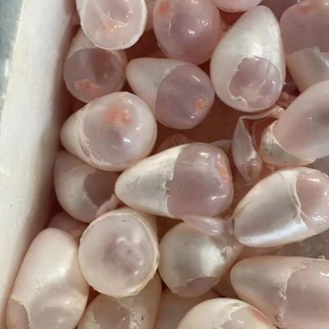 情缘特色食材大量批发白鲢鱼泡，草鱼泡，大鱼泡