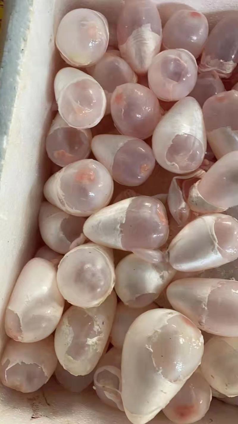情缘特色食材大量批发白鲢鱼泡，草鱼泡，大鱼泡