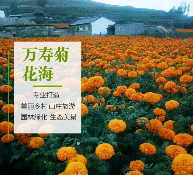 万寿菊种子菊花种子四季易活庭院工程绿化盆栽花海