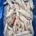 网红爆款火箭鱿鱼纯干冰去箱10斤装火锅汤锅