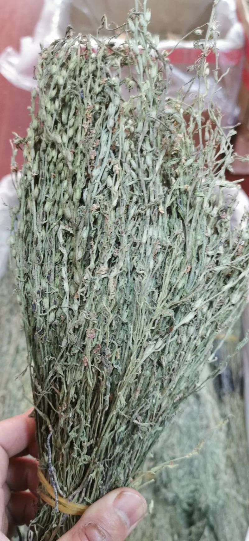 独脚金新货青绿货质量正宗包邮规格齐全产地直发一手货源