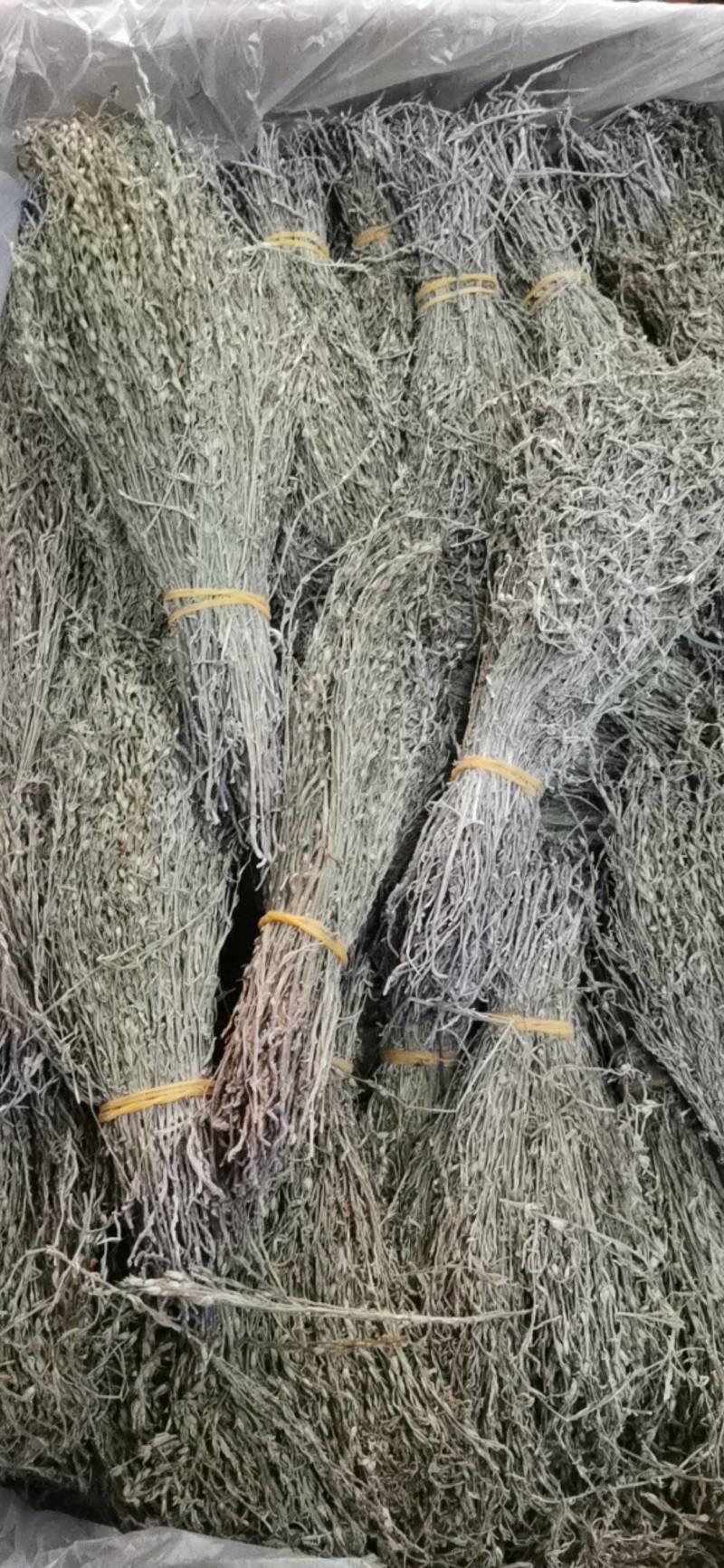 独脚金新货青绿货质量正宗包邮规格齐全产地直发一手货源