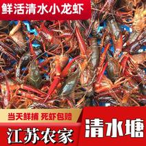 江苏兴化清水塘小龙虾批发一件规格品质正品青红虾虾蟹塘