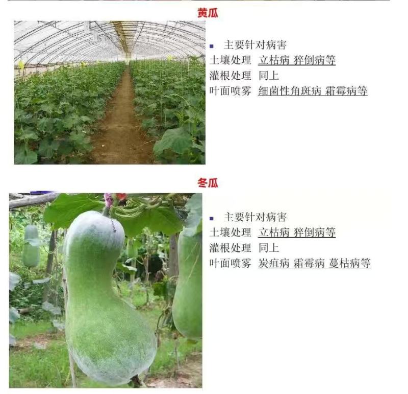 美国仙农丁锐可70%碱式硫酸铜稻曲病霜霉病溃疡病农药杀