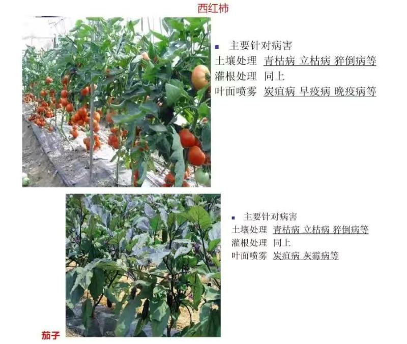 美国仙农丁锐可70%碱式硫酸铜稻曲病霜霉病溃疡病农药杀