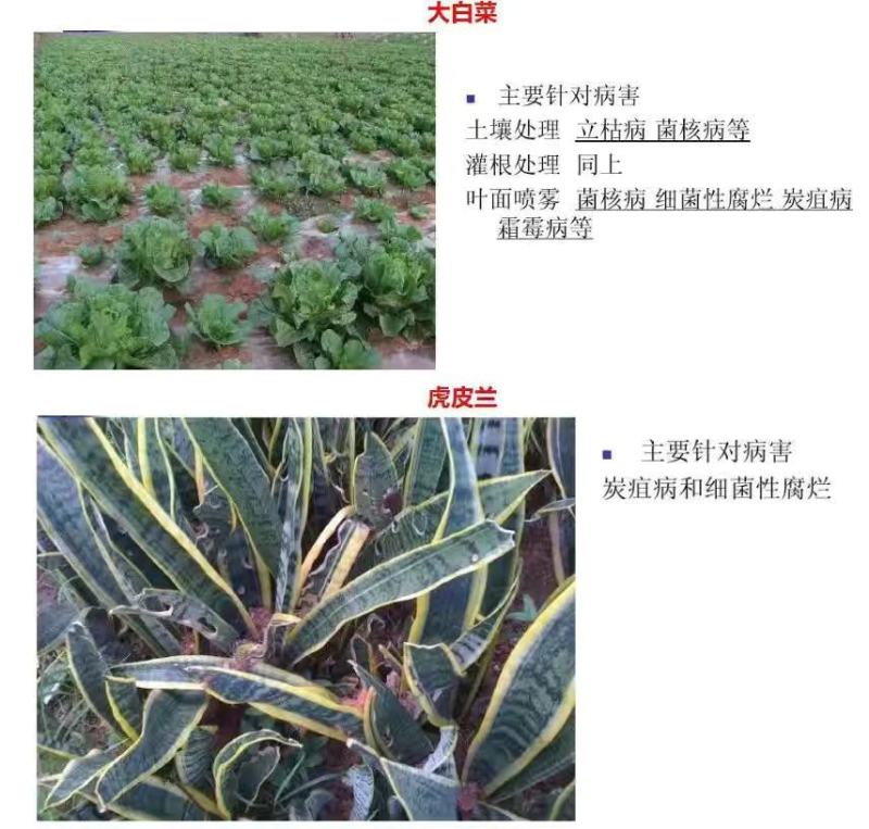 美国仙农丁锐可70%碱式硫酸铜稻曲病霜霉病溃疡病农药杀