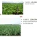 美国仙农丁锐可70%碱式硫酸铜稻曲病霜霉病溃疡病农药杀