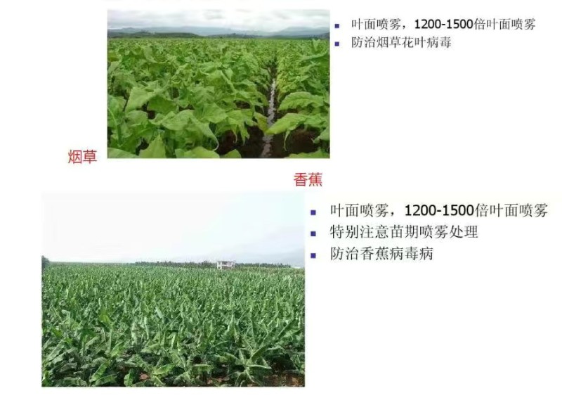 美国仙农丁锐可70%碱式硫酸铜稻曲病霜霉病溃疡病农药杀