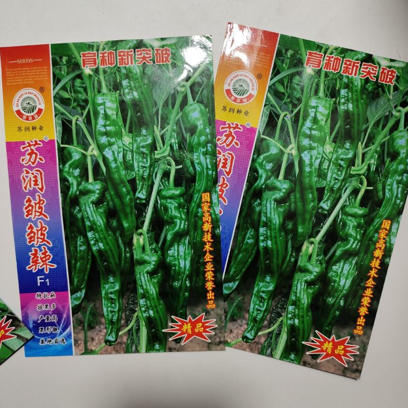 苏润陇椒种子皱皱辣早熟绿色辣椒种子，苏润皱皮椒种子