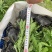 成都木春菊批发，木春菊基地供应，木春菊价格