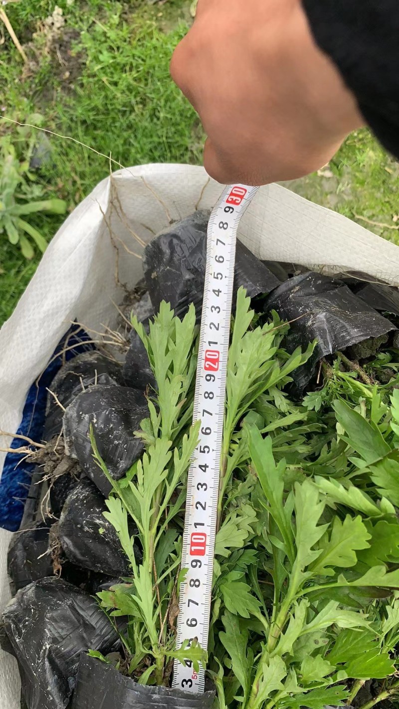 成都木春菊批发，木春菊基地供应，木春菊价格