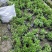 成都木春菊批发，木春菊基地供应，木春菊价格