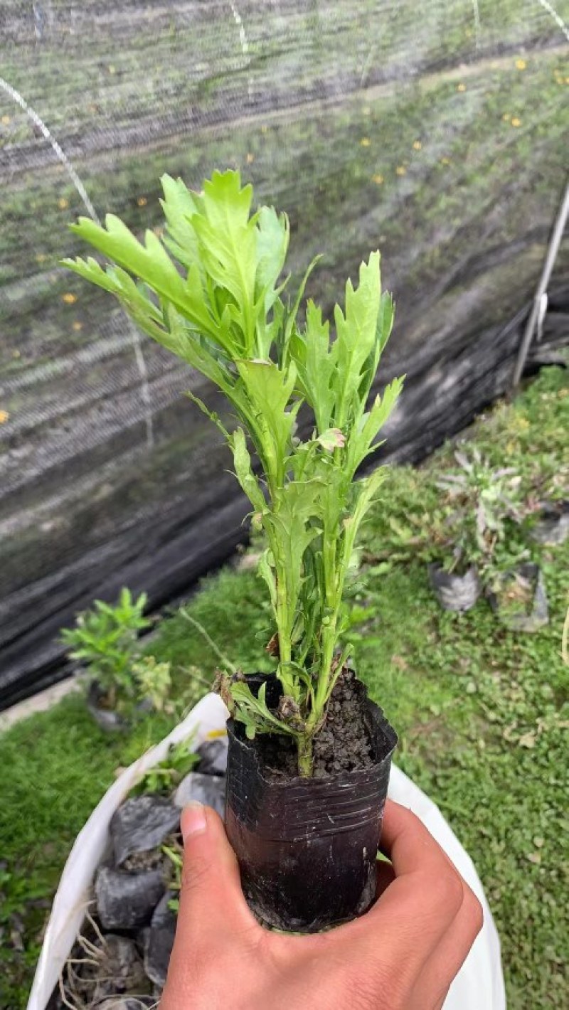 成都木春菊批发，木春菊基地供应，木春菊价格
