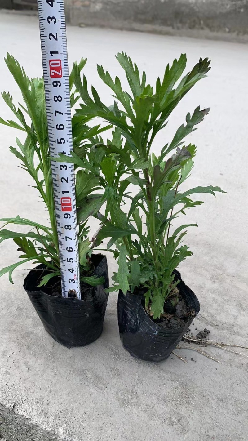 成都木春菊批发，木春菊基地供应，木春菊价格