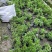 成都木春菊批发，木春菊基地供应，木春菊价格