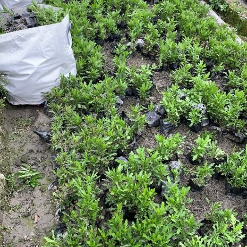 成都木春菊批发，木春菊基地供应，木春菊价格