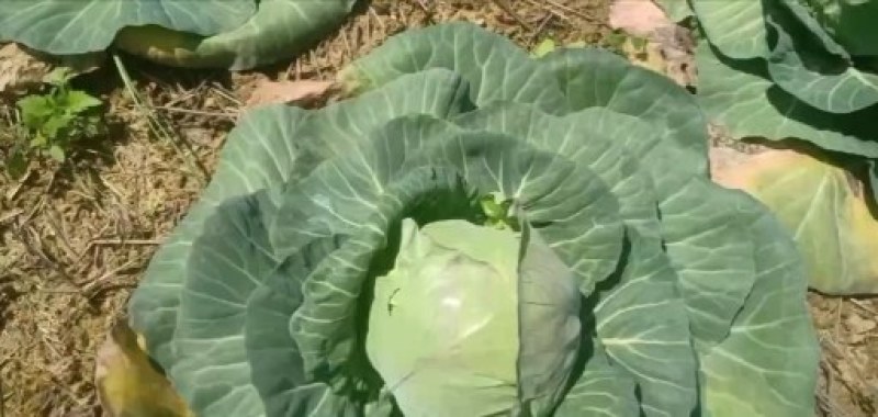 甘蓝