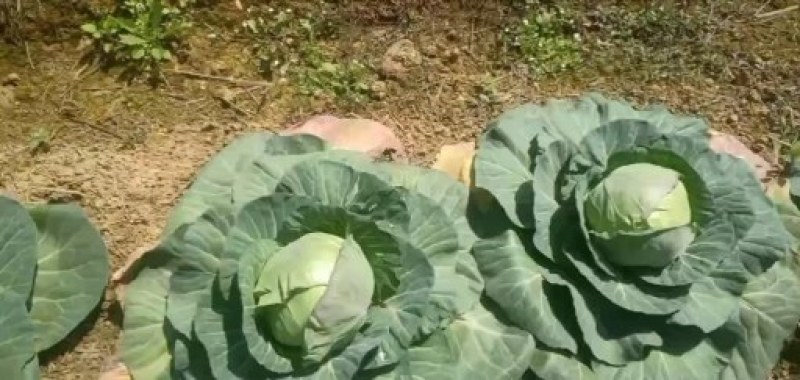 甘蓝