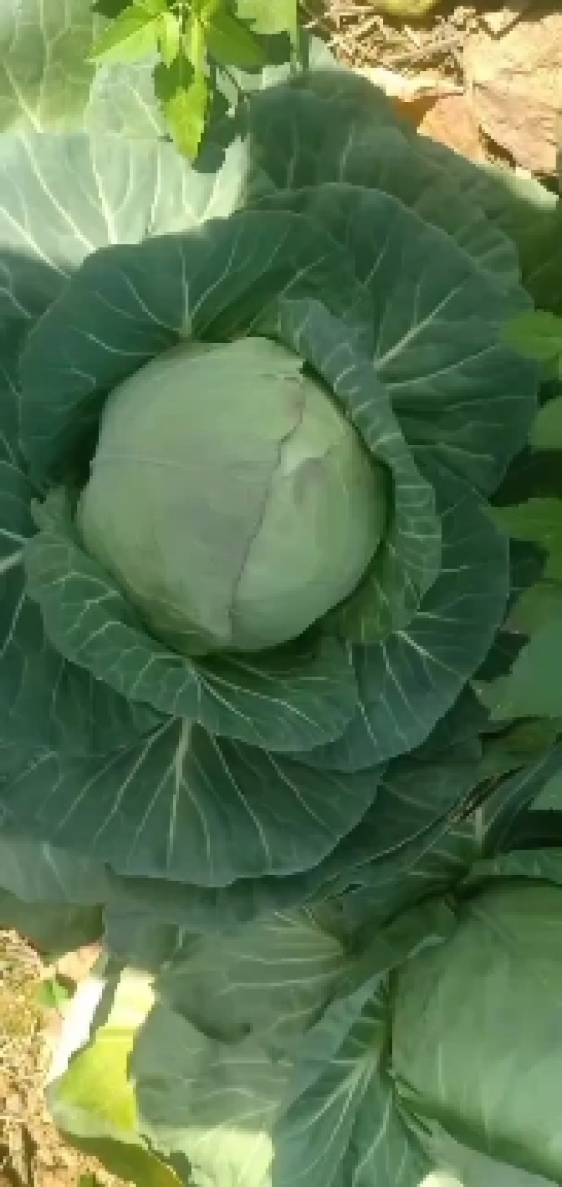 甘蓝